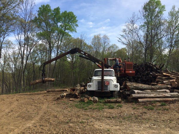 Timber Harvesting And Tree Care